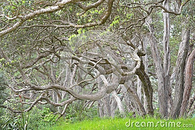 Dense pohutukawa trees Stock Photo