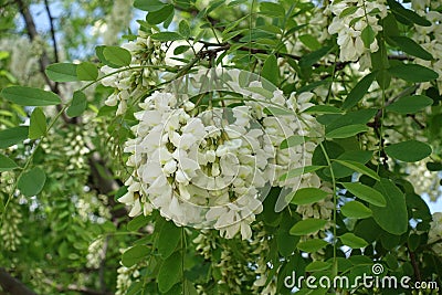 Dense racemes of white flowers of Robinia pseudoacacia in May Stock Photo