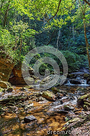 Rainforest vegetation crossed by the river Stock Photo