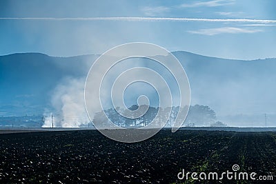 Dense smoke near pine woods on empty agricultural field, negligent people burning the dried vegetation Stock Photo