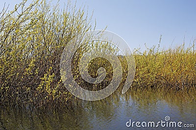 Dense thicket at reclaimed wetlands edge Stock Photo