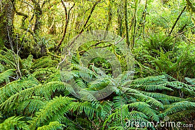 Dense thicket in the temperate rainforest, South Island, New Zealand Stock Photo