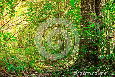 The dense of tree and verdant forest of tropical forests in Thailand Stock Photo