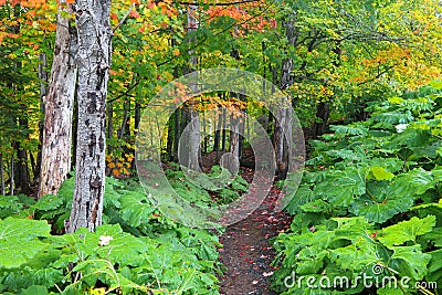 Dense trees along scenic forest trail in Michigan upper peninsula, during early autumn time. Stock Photo