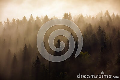 Dense trees covered by fog Stock Photo