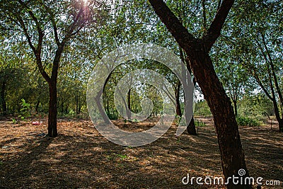 Dense trees in a garden in the city of Jeddah Saudi Arabia Stock Photo