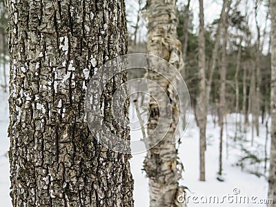 Dense Trees in New England Forest in Winter Stock Photo