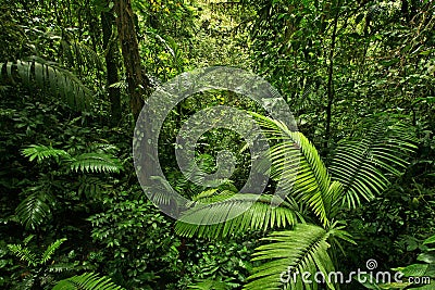 Dense Tropical Rain Forest Stock Photo