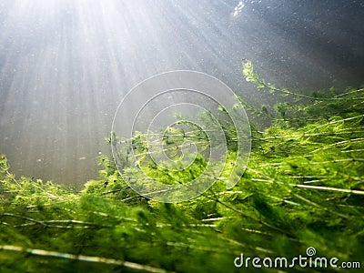 Dense underwater watermilfoil vegetation with sunrays Stock Photo