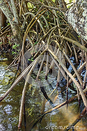 Dense vegetation in the tropical mangrove forest with its roots Stock Photo