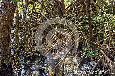 Dense vegetation in the tropical mangrove forest with its roots meeting the sea Stock Photo