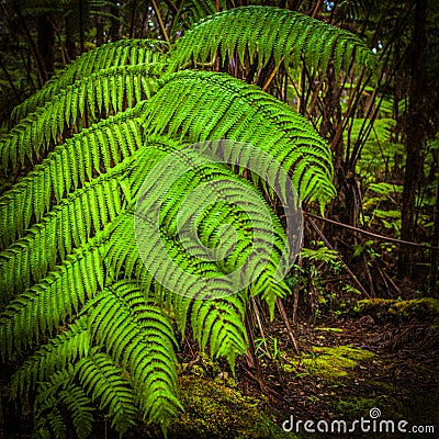 Dense vegitation fern huge big forest Stock Photo