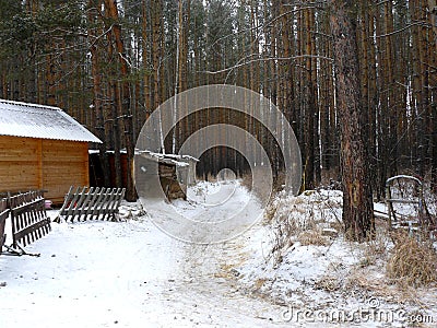 Dense winter forest and trail Stock Photo