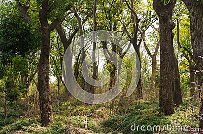 Dense woods Stock Photo