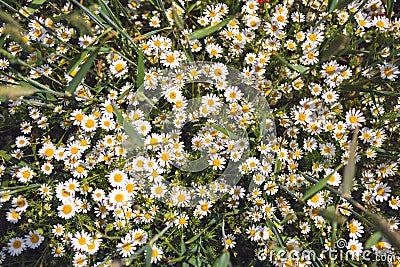 Densely arranged white-yellow flowers of odorless chamomile photographed from above. Photo suitable as wall decoration in the Stock Photo