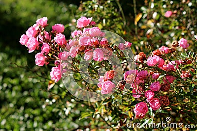 Densely growing bunches of very small open and closed dry shriveled light pink flowers mixed with flower buds and dark green Stock Photo