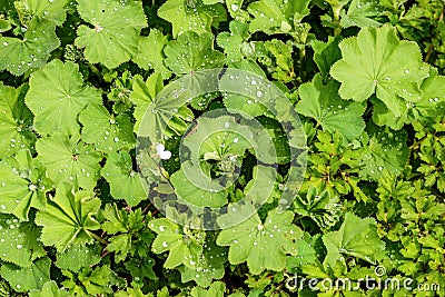 A carpet of gently green leaves with drops of dew on a bright sp Stock Photo