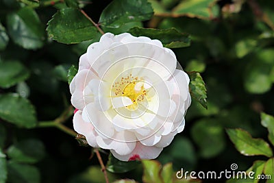 Densely layered rose with fully open blooming pure white with light pink petals and yellow center growing in local garden Stock Photo