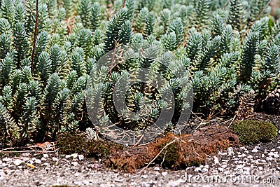 Densely planted Sedum or Stonecrop succulent ground cover light green plants with thick leaves next to moss covered concrete Stock Photo