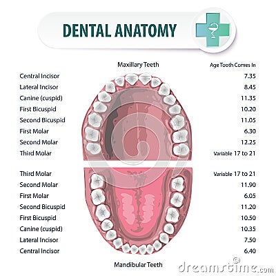 Dental Anatomy 2 Vector Illustration