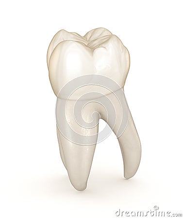 Dental anatomy - First maxillary molar tooth. Medically accurate dental illustration Cartoon Illustration