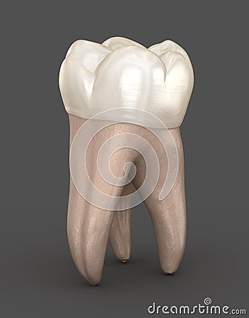 Dental anatomy - First maxillary molar tooth. Medically accurate dental illustration Cartoon Illustration