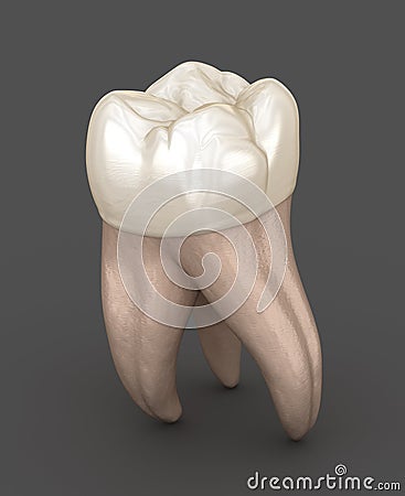 Dental anatomy - First maxillary molar tooth. Medically accurate dental illustration Cartoon Illustration