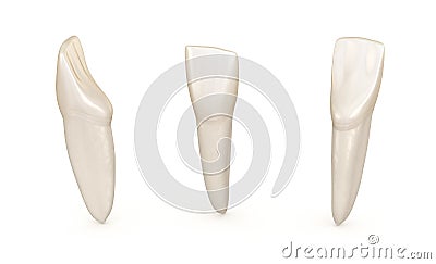 Dental anatomy - mandibular central incisor tooth. Medically accurate dental illustration Cartoon Illustration