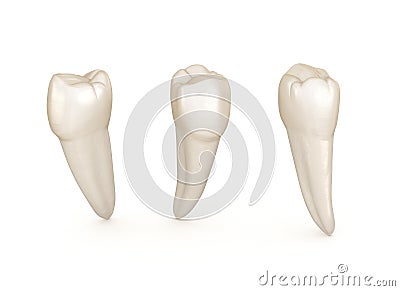 Dental anatomy - mandibular premolar tooth. Medically accurate dental illustration Cartoon Illustration