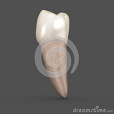 Dental anatomy - Mandibular Second premolar tooth. Medically accurate dental 3D illustration Cartoon Illustration