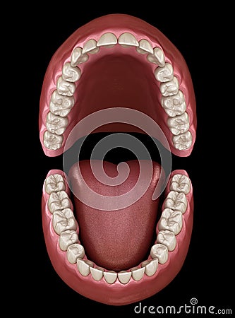 Dental anatomy - Opened Dentures. Medically accurate dental illustration Cartoon Illustration