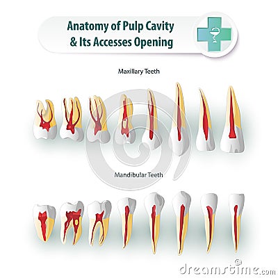 Dental Anatomy Vector Illustration