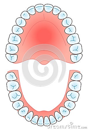 Dental arch Vector Illustration