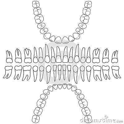 Dental formula teeth Vector Illustration