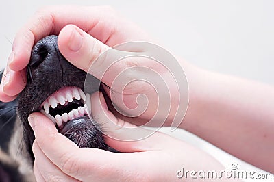 A dental health check and clean teeth of a dog, holding a mouth of a little black saluki puppy Stock Photo