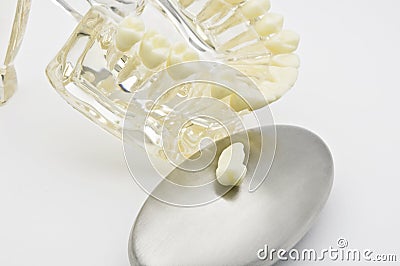 Dental model Stock Photo