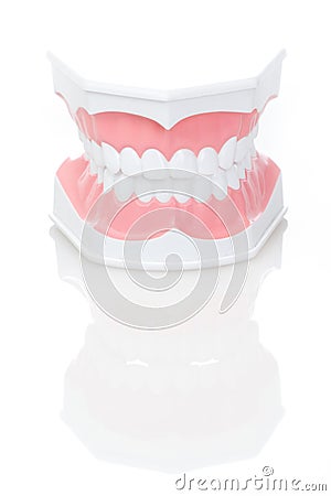 Dental Model of Teeth Stock Photo