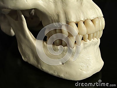 Dental occlusion Stock Photo