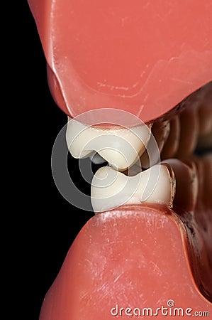 Dental occlusion molars teeth close up Stock Photo