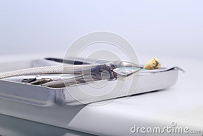 Dental pliers holding a wisdom tooth with an amalgam seal Stock Photo