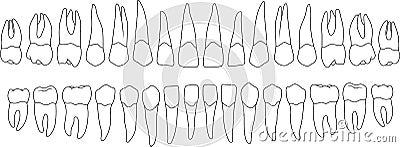 dental row Vector Illustration