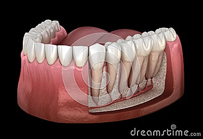 Dental Root anatomy of mandibular human gum and teeth, x-ray view. Medically accurate tooth Cartoon Illustration