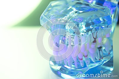 Dental teeth dentists model Stock Photo