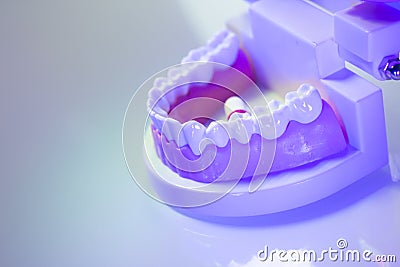 Dental teeth dental model Stock Photo