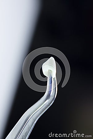 Dental teeth dental model Stock Photo