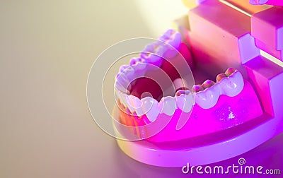Dental teeth dental model Stock Photo