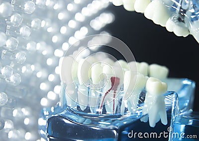 Dental teeth model root Stock Photo