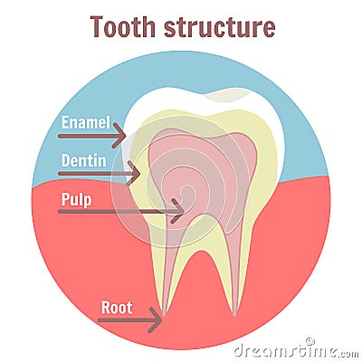 Dental tooth structure. Medical diagram of the structure of human tooth Vector Illustration