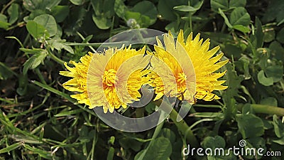Dente-de-leão comum, officinale do taraxacum, florescência, abrindo no prado filme Dente-de-leão comum, officinale do taraxacum, florescência, abrindo no prado filme