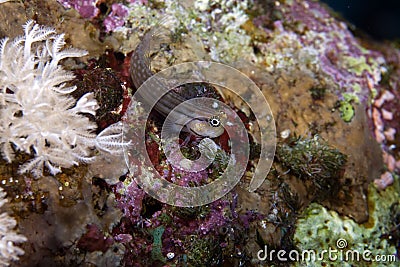 Dentex Blenny (escenius dentex) Stock Photo